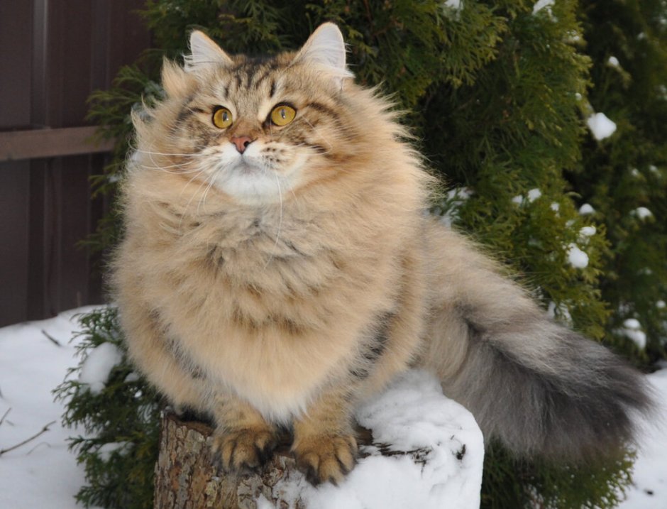 Сибирская кошка серая дымчатая
