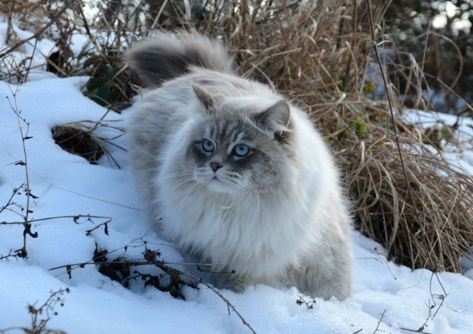 Кот с хвостом