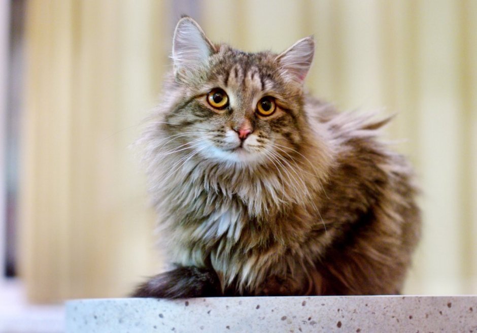 Сибирский кот Лесной окрас