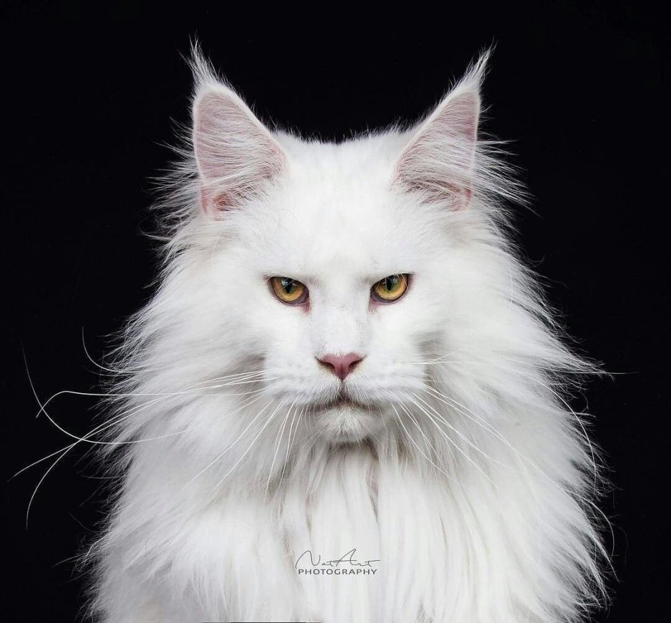 Норвежский Лесной кот