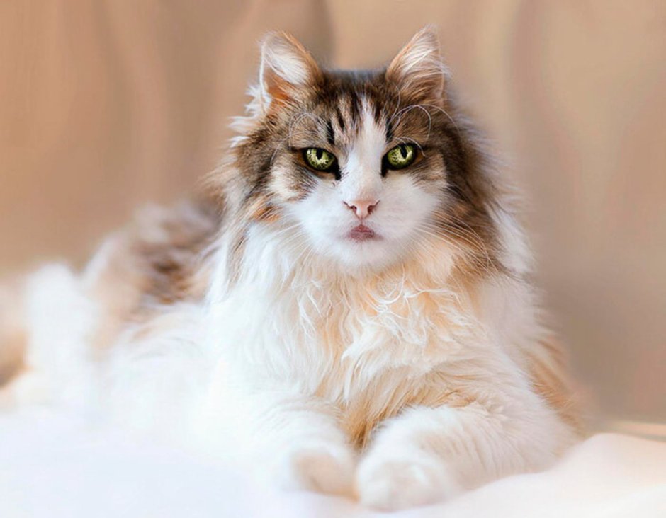 Финская Лесная кошка