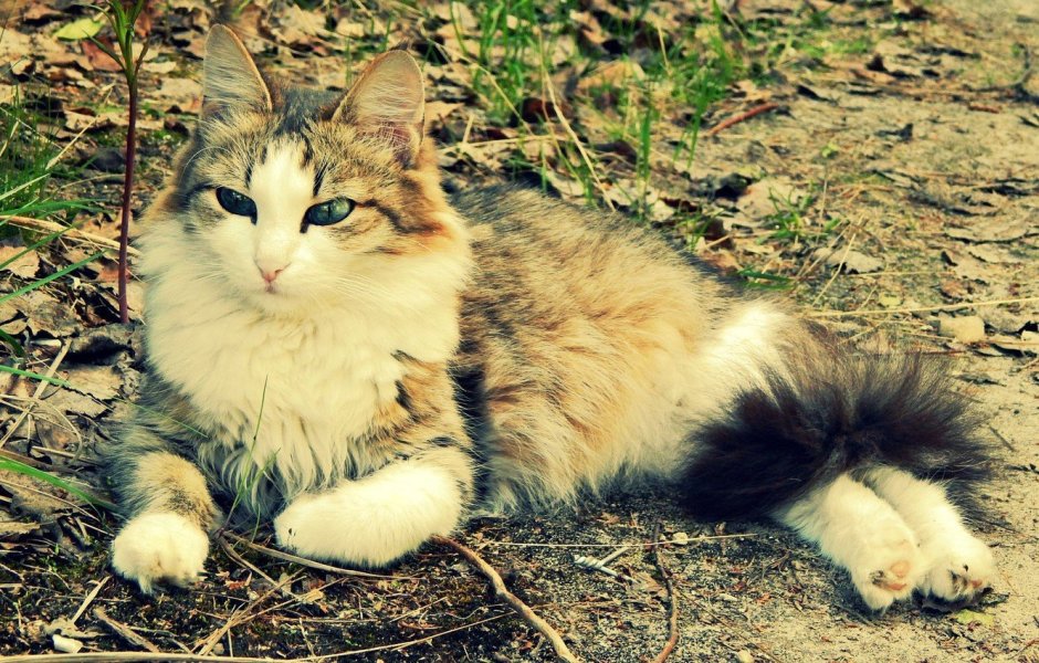 Сибирская кошка трехцветная