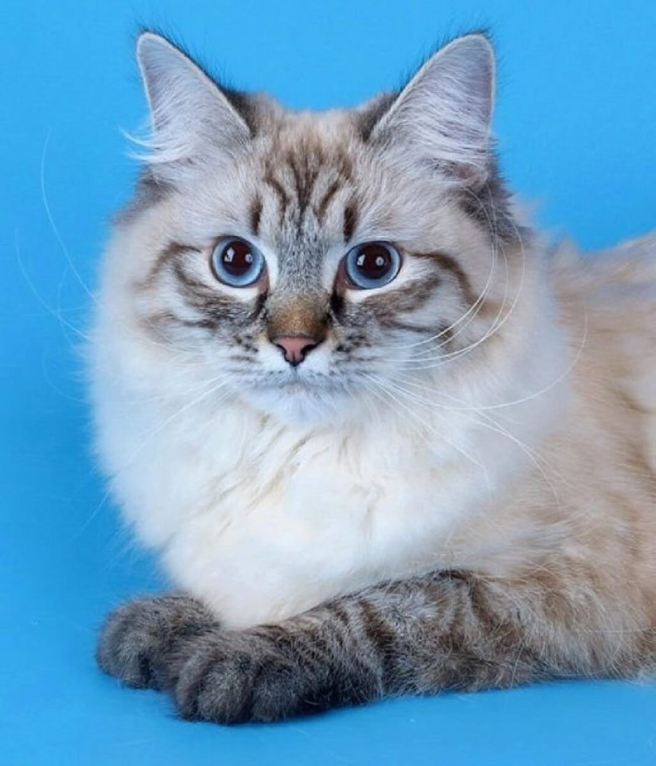 Рэгдолл и Сибирская кошка