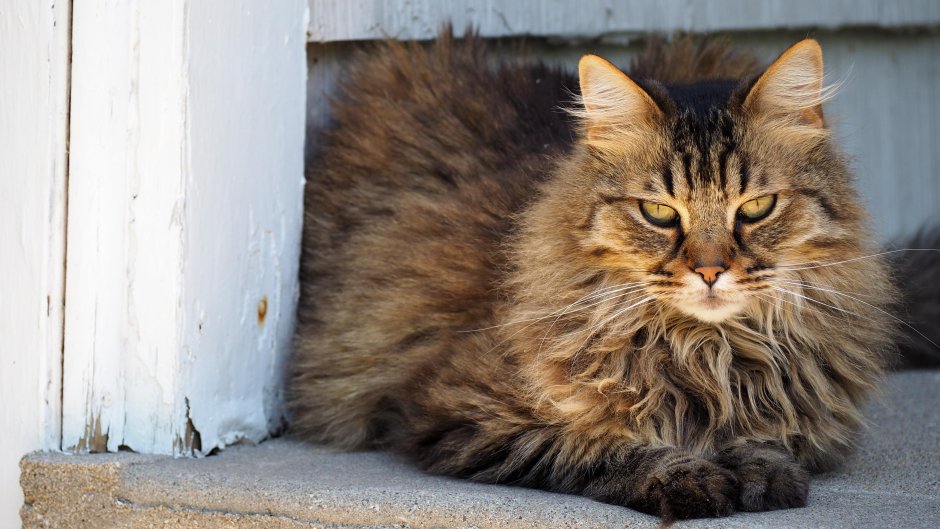 Сибирский кот Бейлис