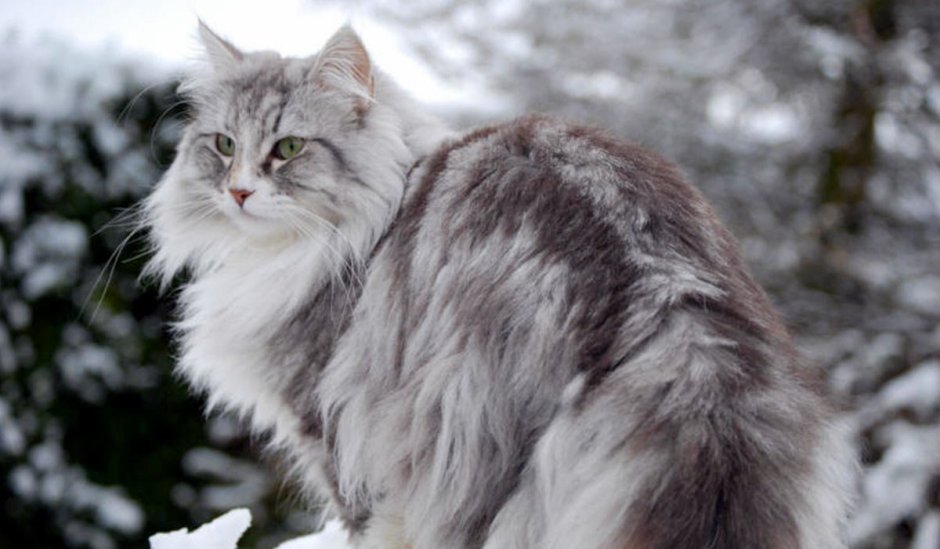 Ангорская Сибирская кошка рыжая