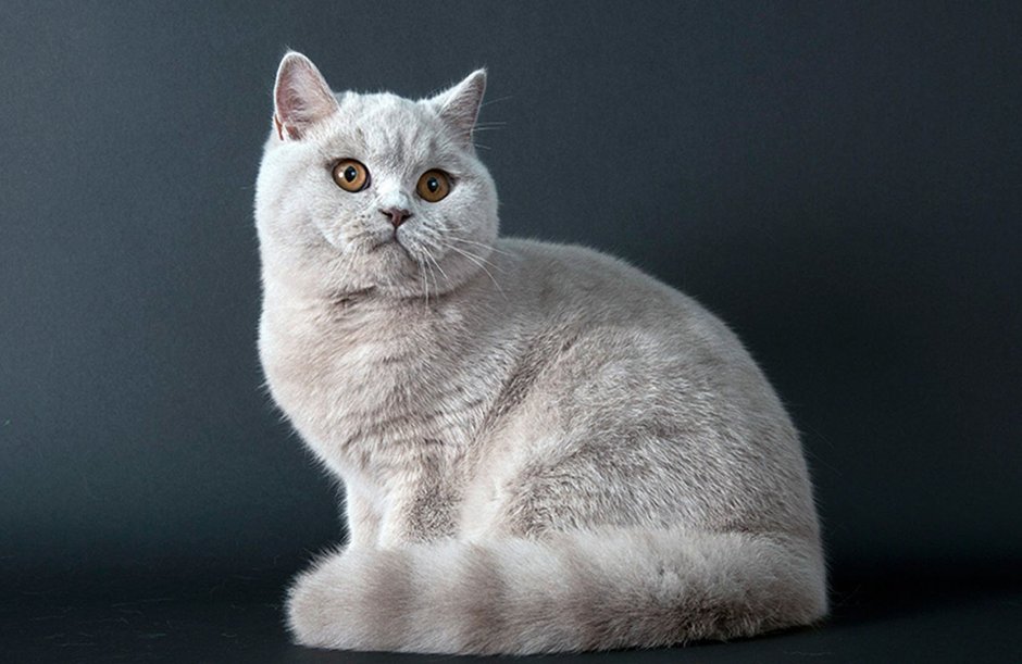 Скоттиш страйт персиковый