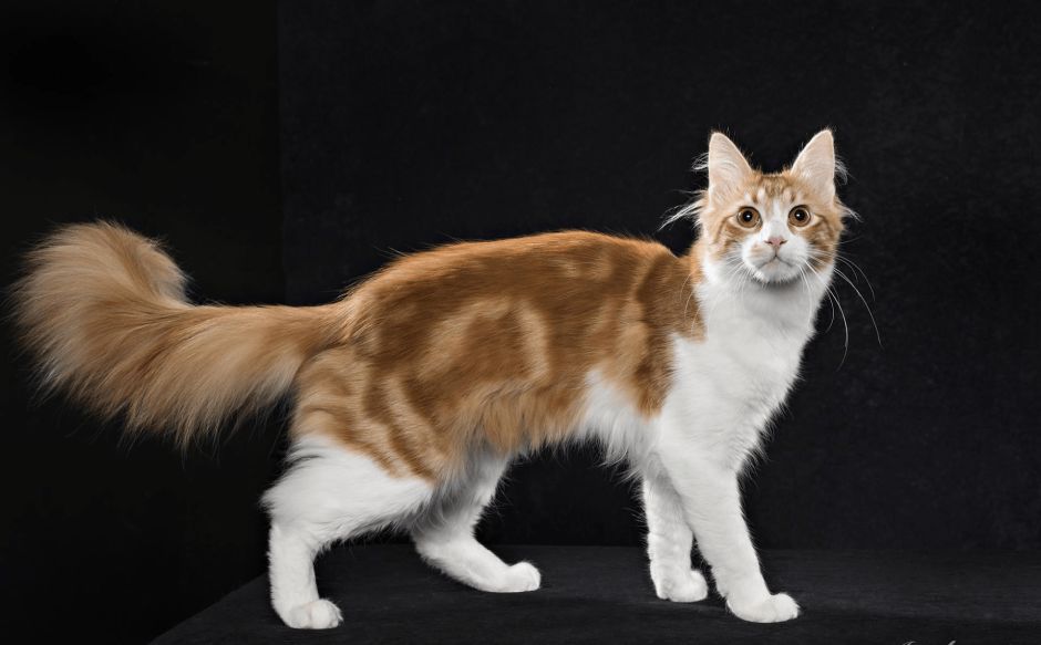 Много котят