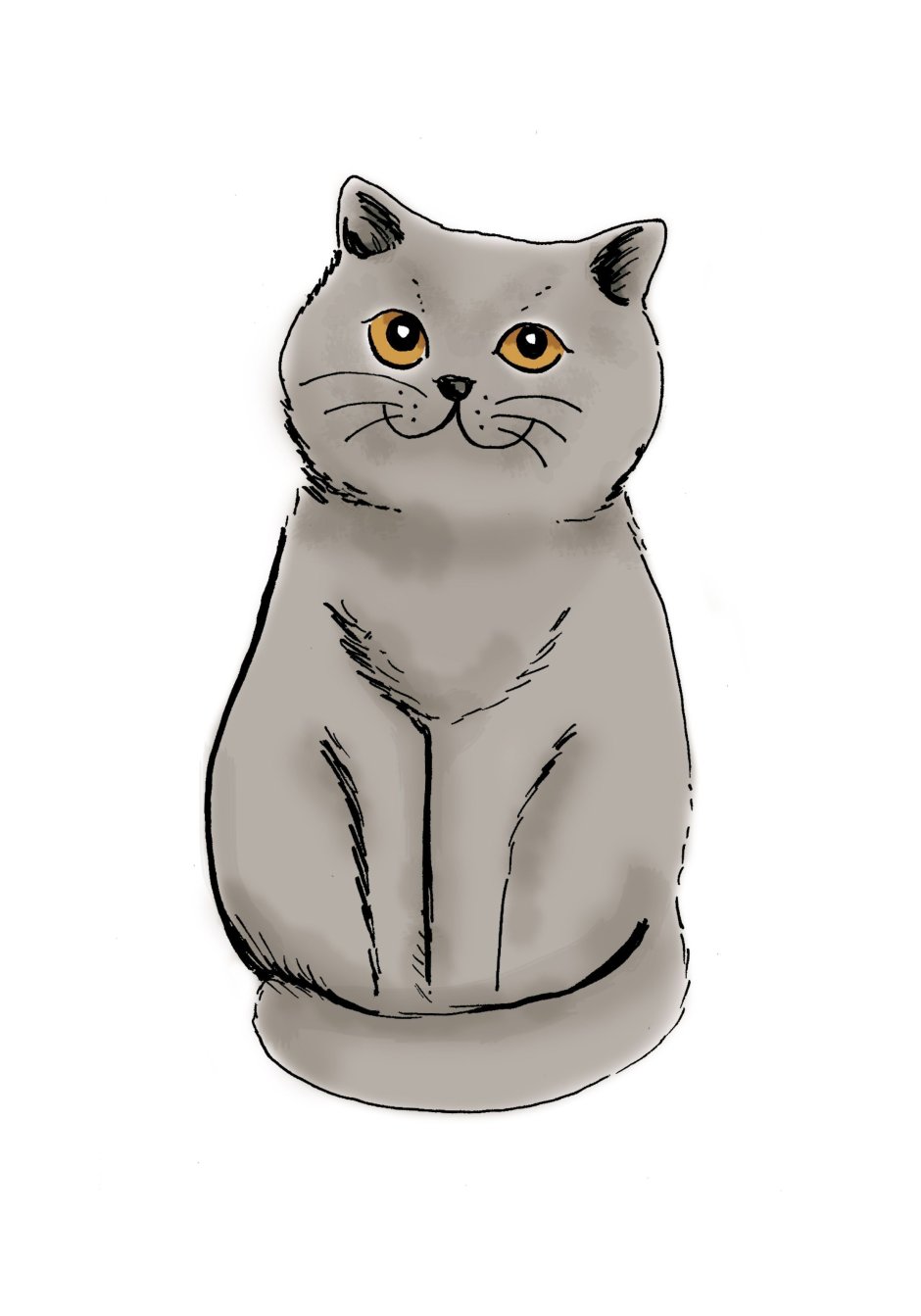 Лиловый кот британец