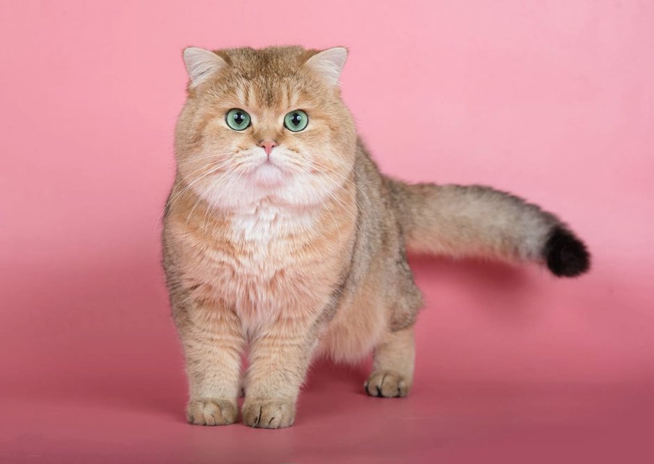 Котята британцы биколор