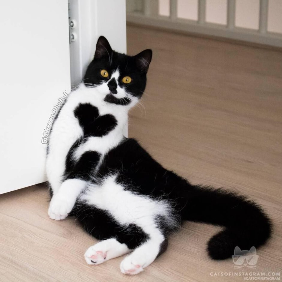 Редкие окрасы кошек