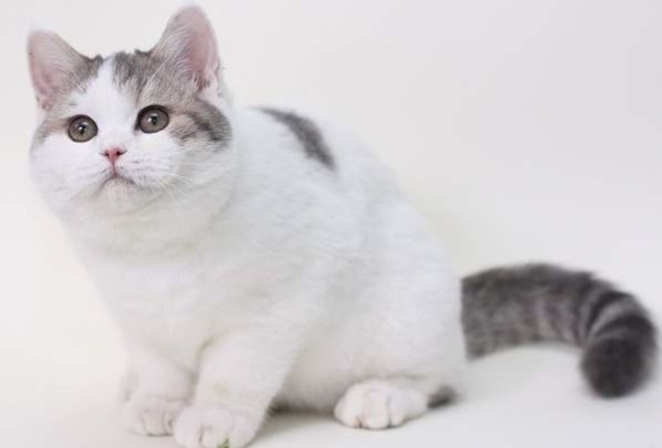 Двуликая кошка Нарния