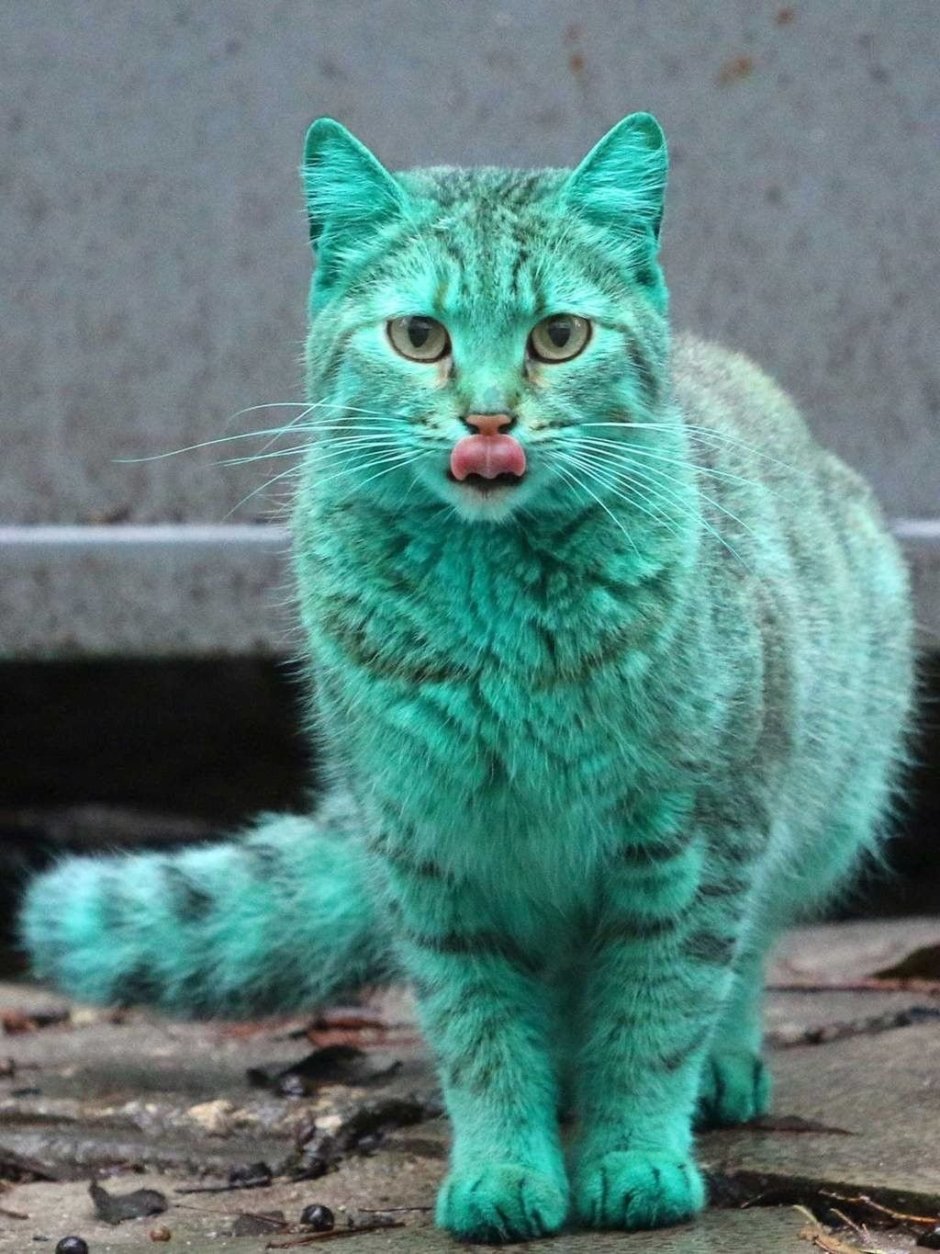 Необычные кошки