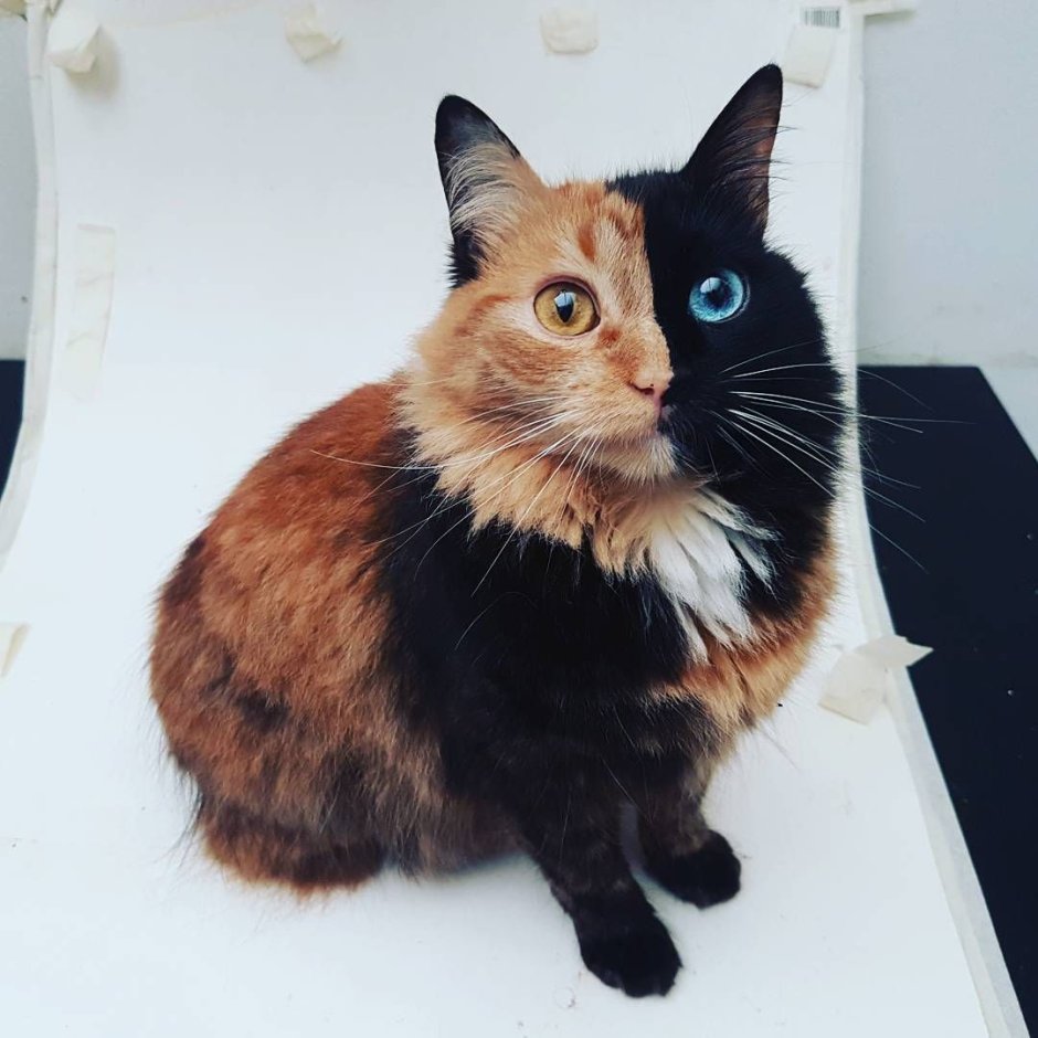 Кошка Венера Кимера