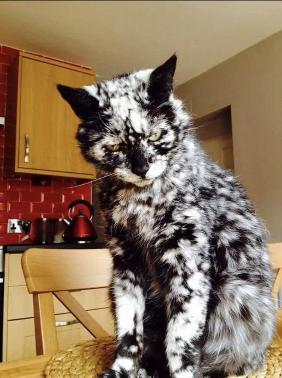 Витилиго у кошек