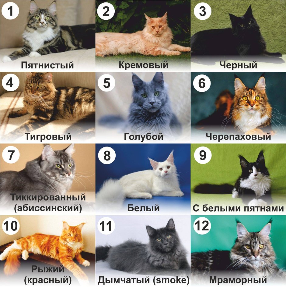 Расцветки кошек названия