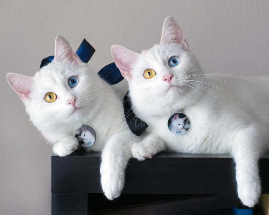 Коты Близнецы