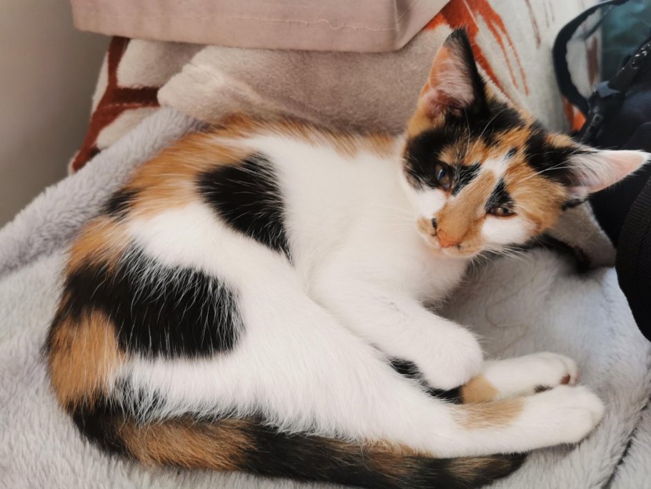 Окрас животных который спасает в природе