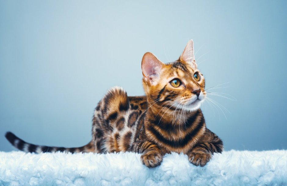 Бенгальская кошка