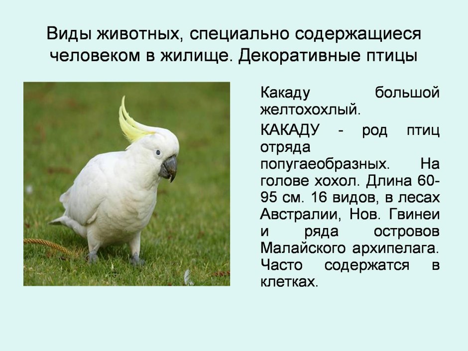 Сообщение о попугае Какаду
