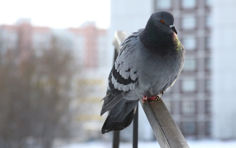 Голуби породы Архангельский Снегирь