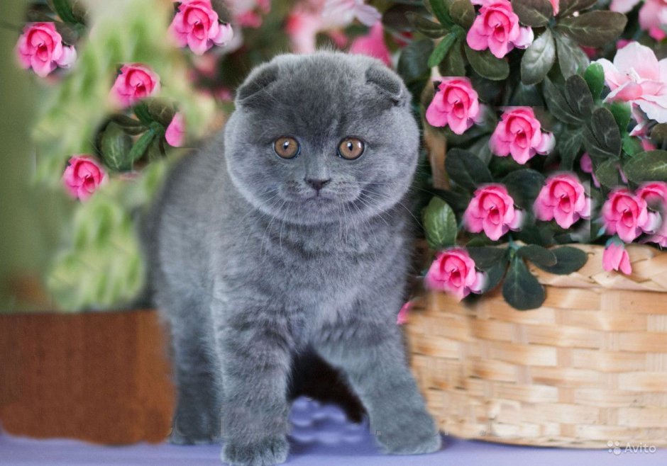 Шотландская короткошёрстная кошка вислоухая