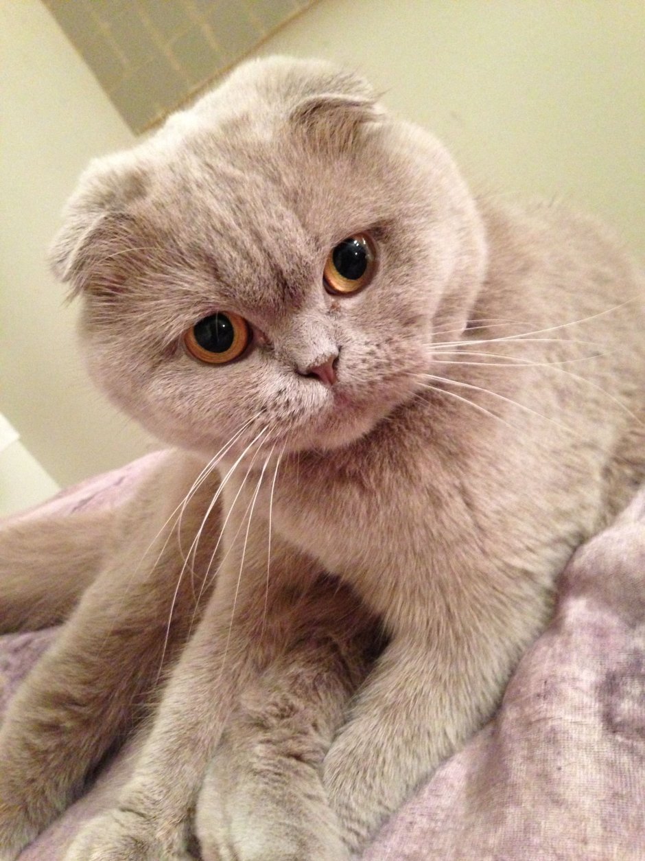 Шотландская вислоухая кошка фолд