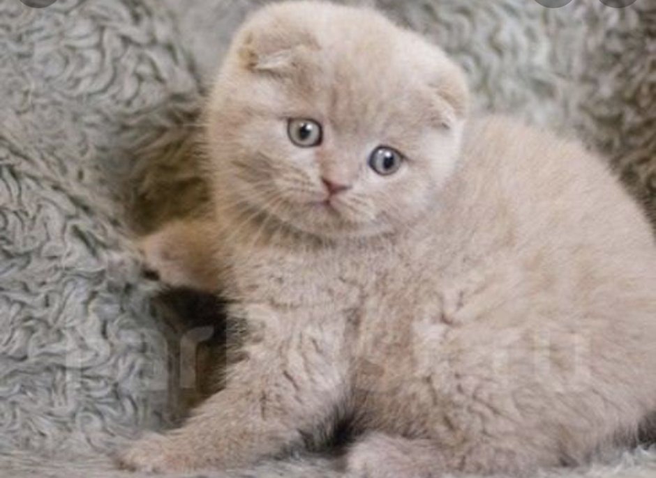 Котята Шотландские вислоухие лиловые