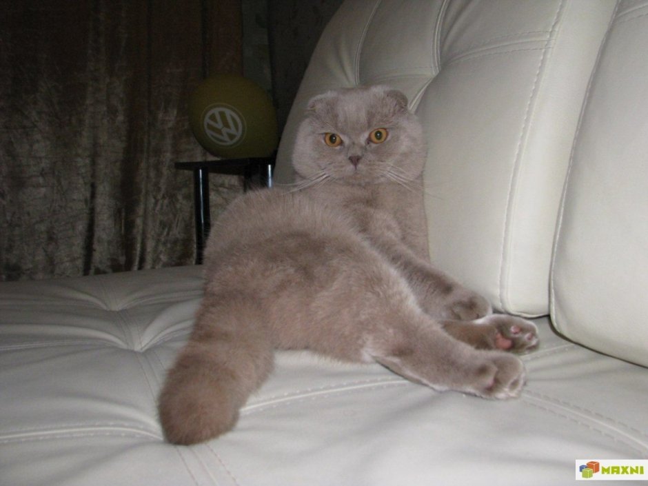 Лиловый шотландский вислоухий кот