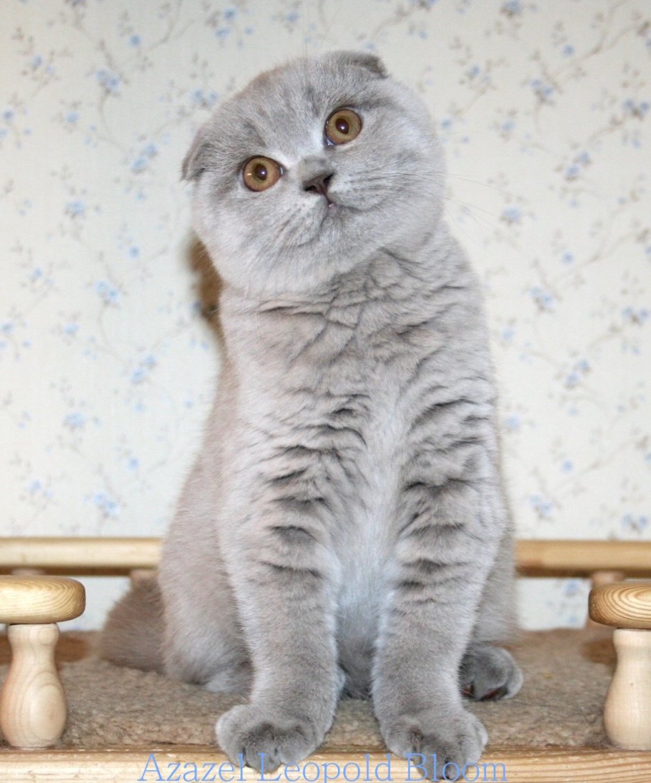 Лиловый шотландский скоттиш фолд