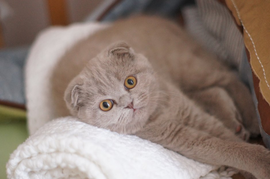Лиловый шотландский вислоухий кот
