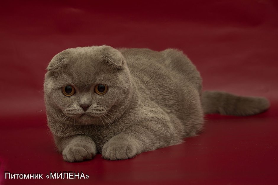 Лиловый британец вислоухий