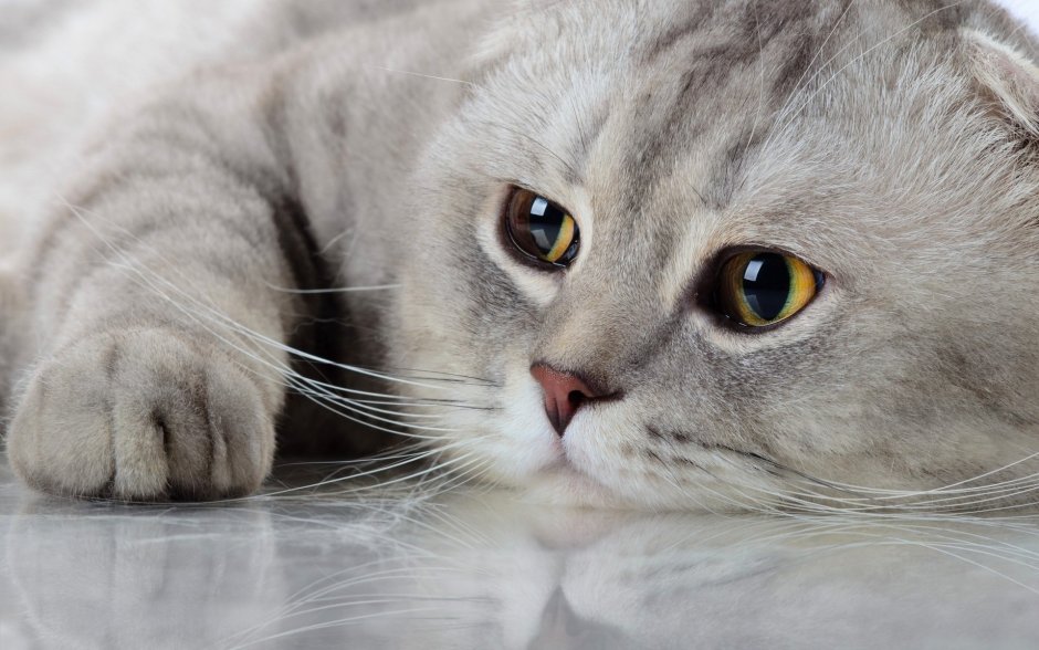 Шотландская вислоухая кошка