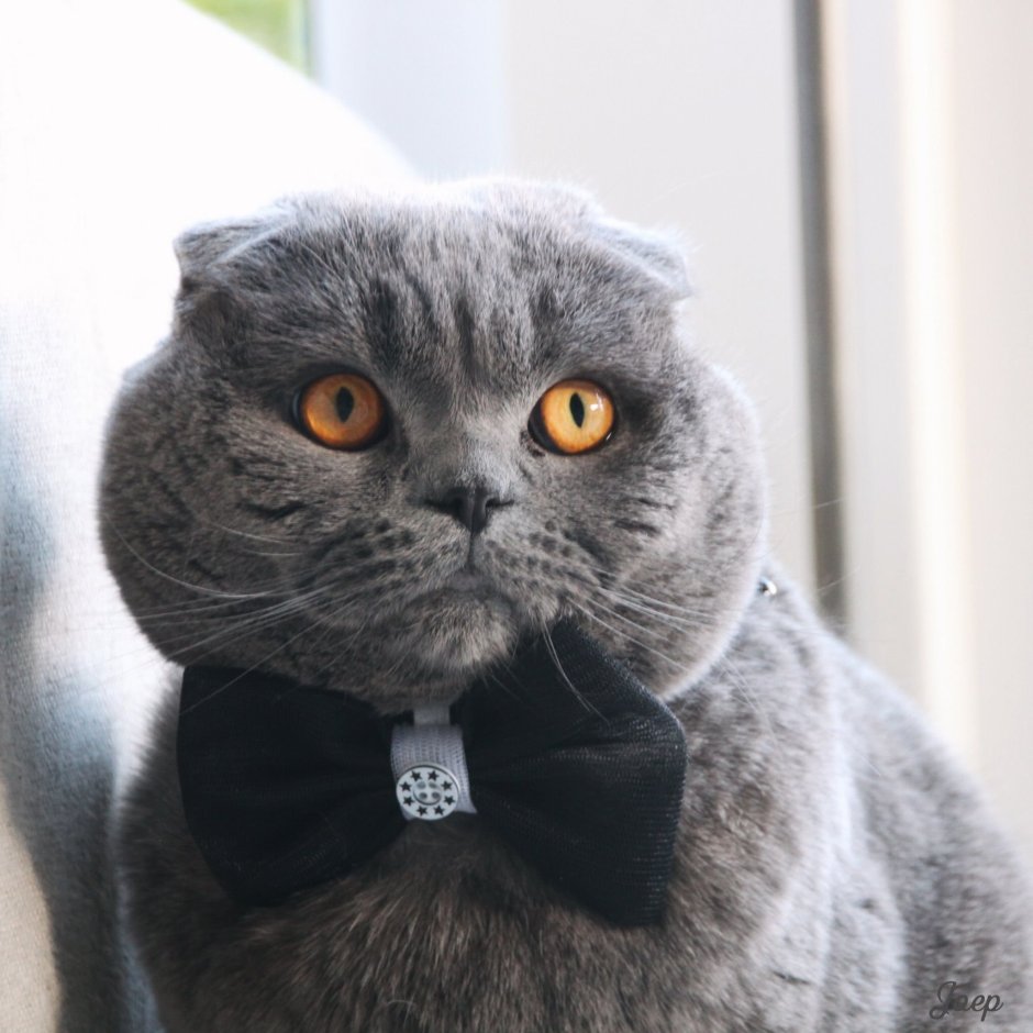 Шотландская вислоухая кошка Эстетика
