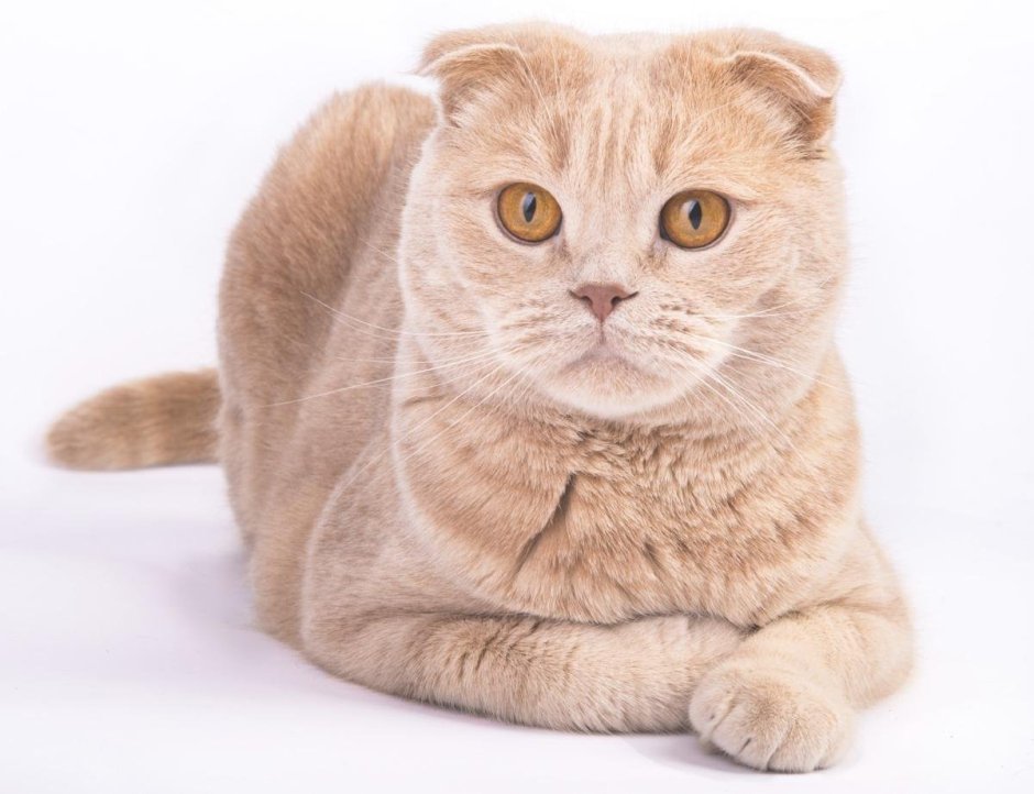Скоттиш фолд персиковый