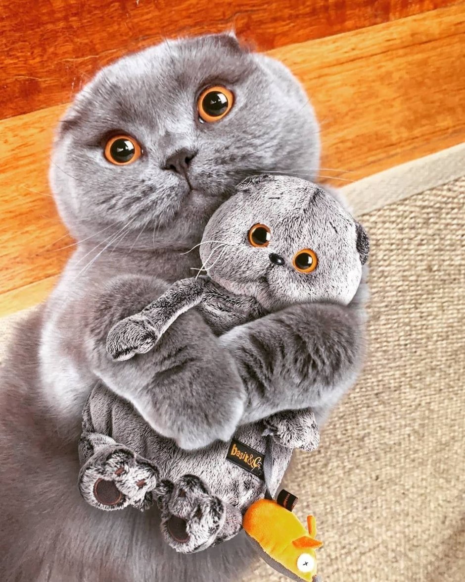 Вислоухие коты