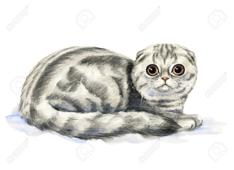Скоттиш фолд пейнт