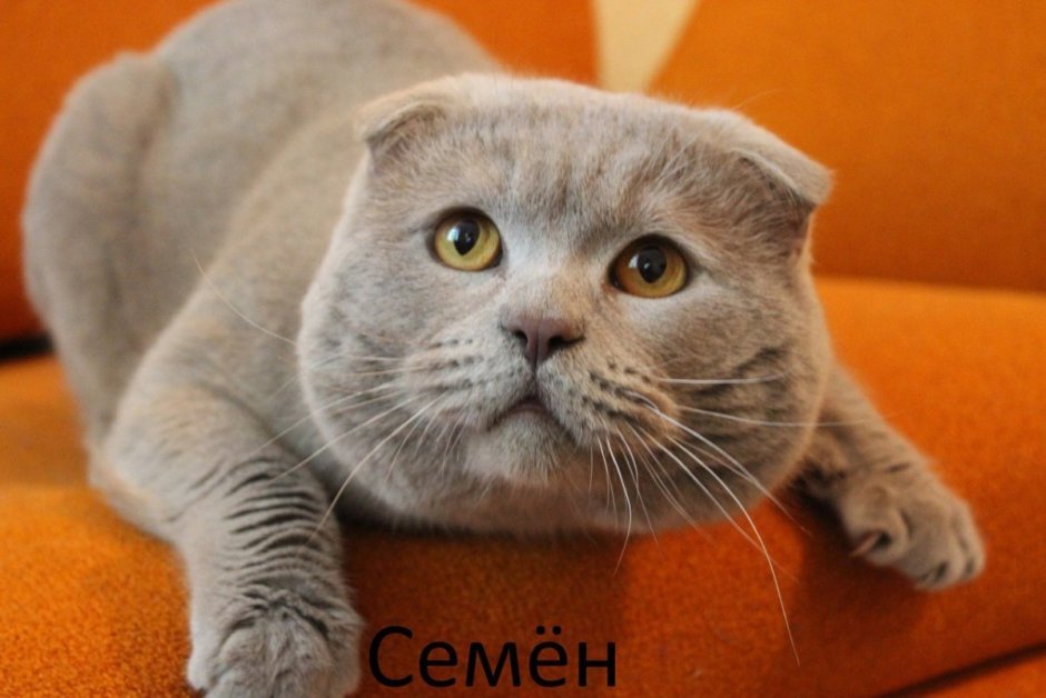 Шотландская вислоухая кошка лиловая