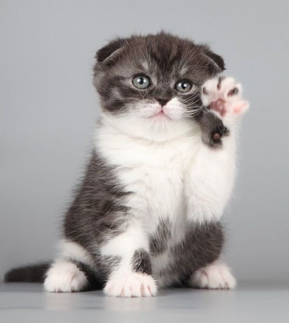 Манчкин котята вислоухие
