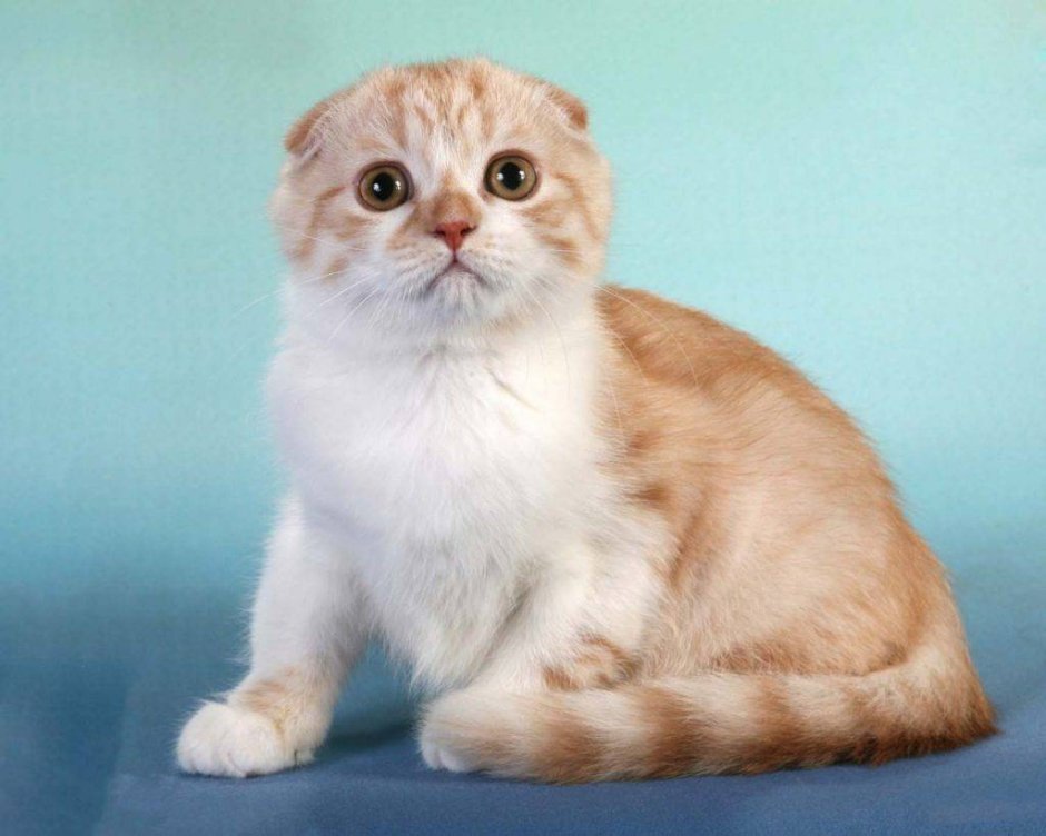 Шотландская вислоухая кошка