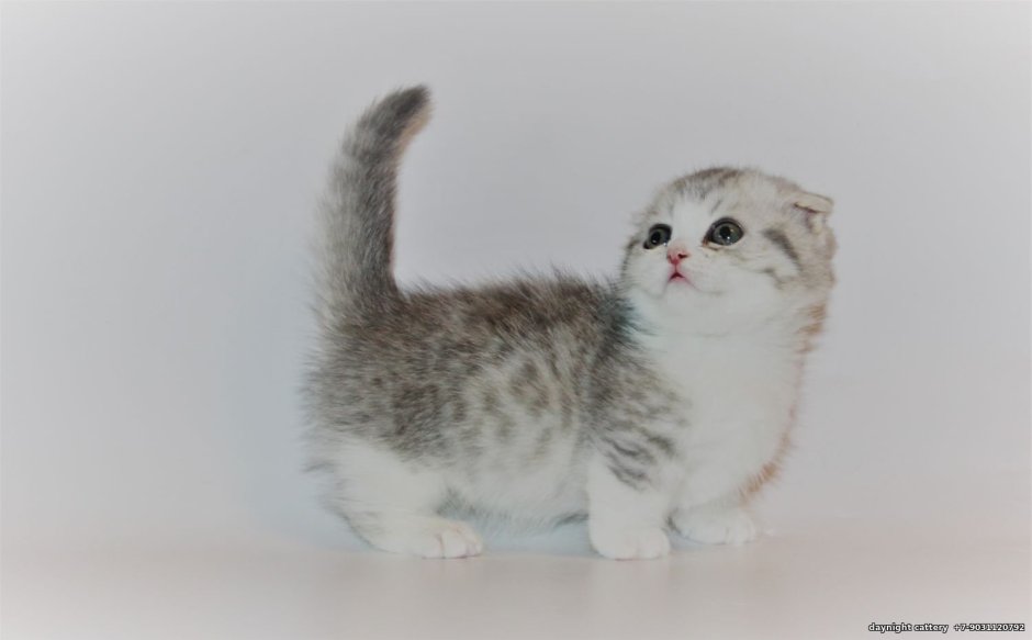 Шотландская вислоухая кошка Манчкин