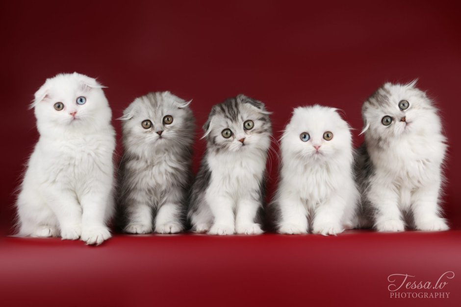 Много котят