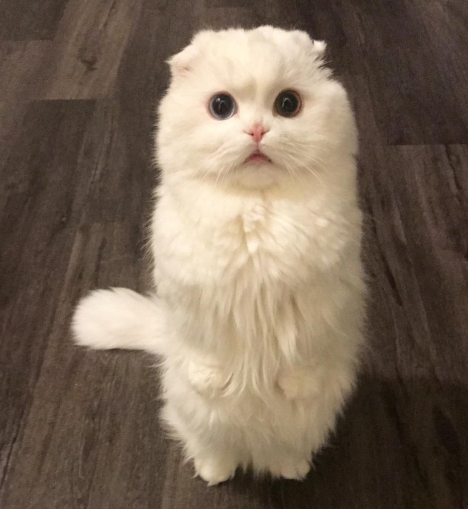 Манчкин кошка вислоухая