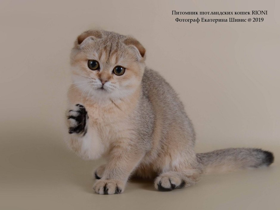 Кошка скоттиш фолд рыжая