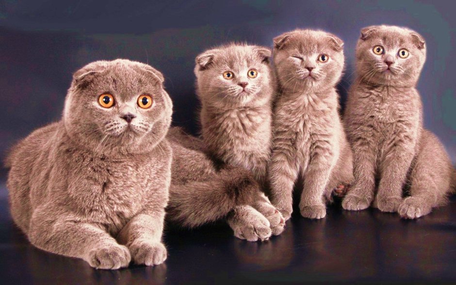 Вислоухие котята мимими