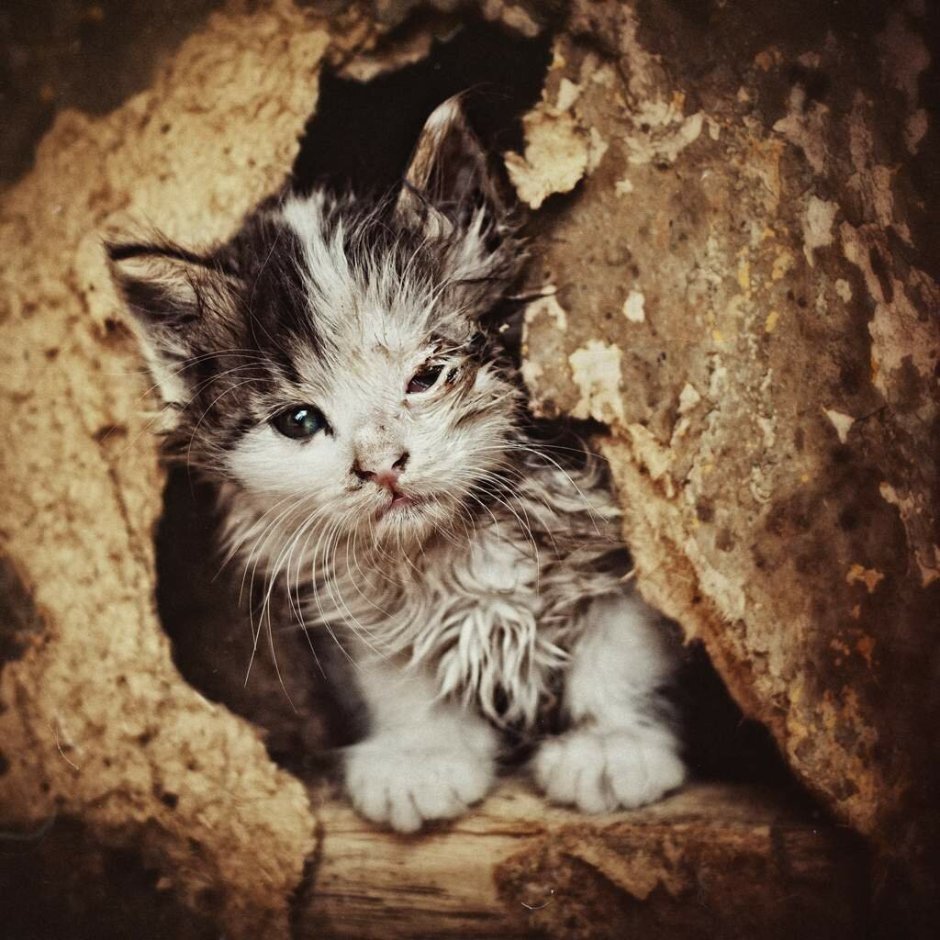 Кошара кот