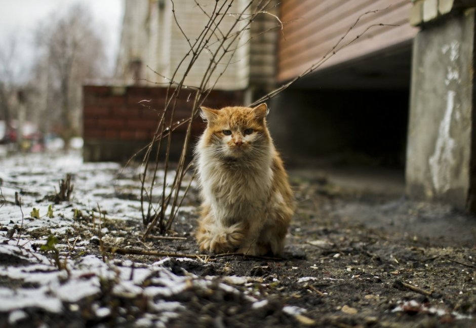 Брошенный кот