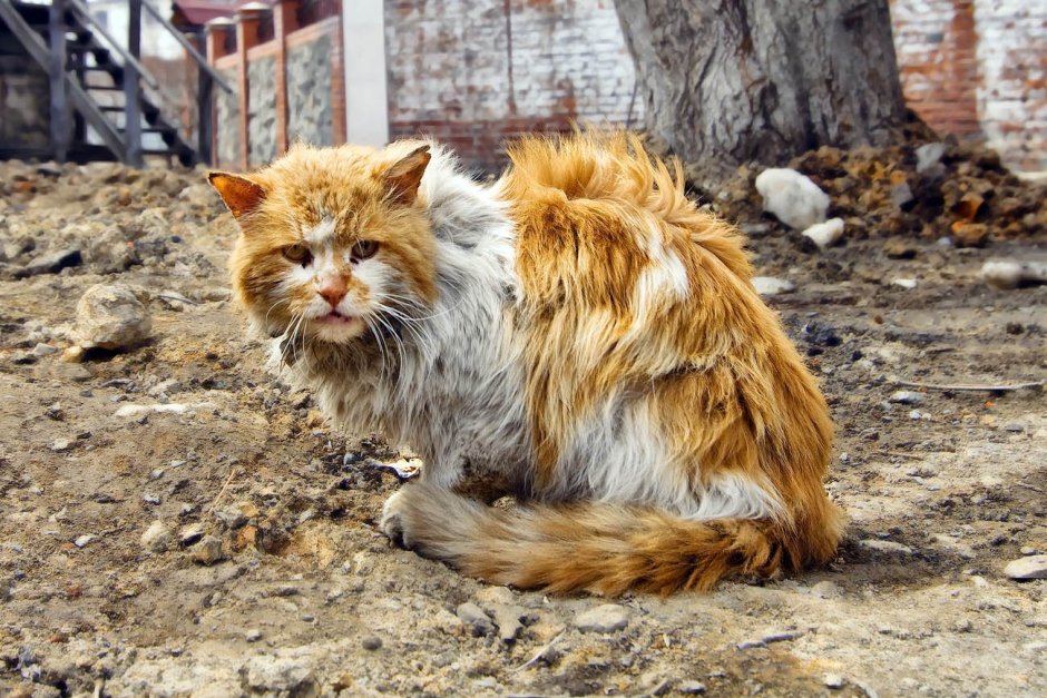 Драный кот