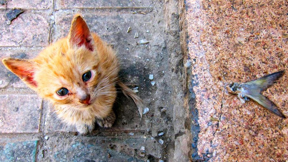 Брошенный котенок