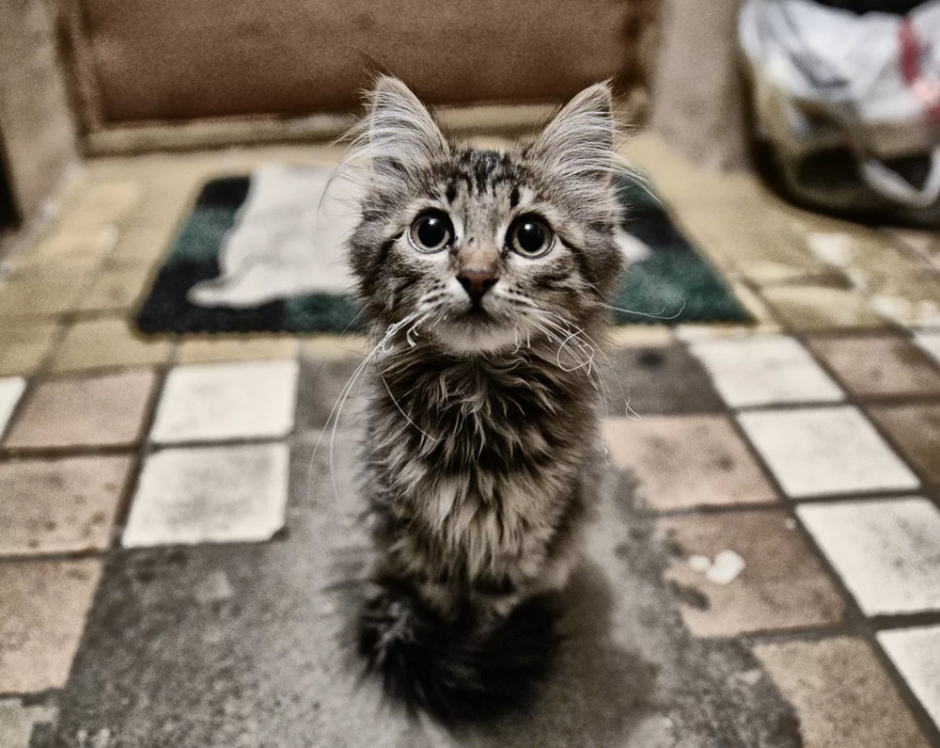 Бездомные кошки