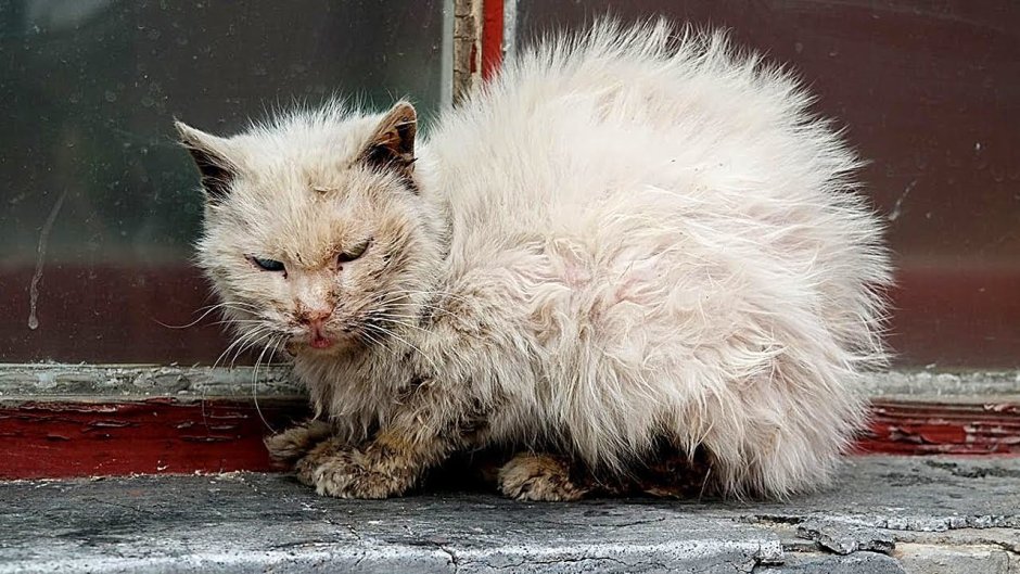 Грязный белый кот